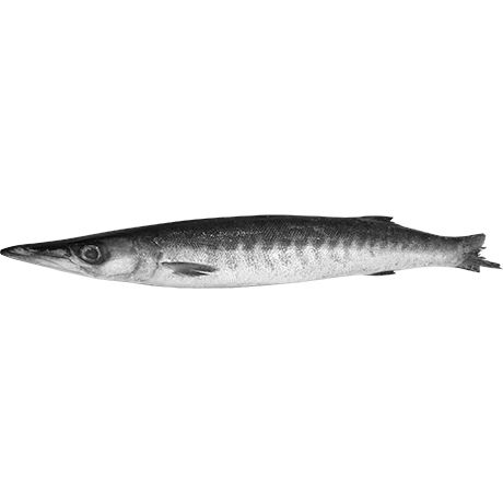 (Fish Whole Frozen) ASIAN CHOICE Barracuda WR IQF 1/2000 - Box 10 kg