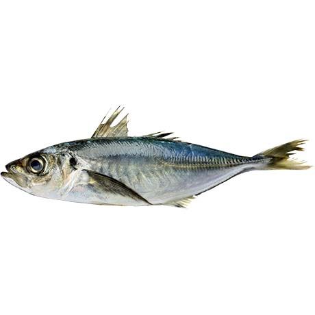 (Fish Whole Frozen) ASIAN CHOICE Jack/Horse Mackerel W/R 3/500 CL - Box 20 kg