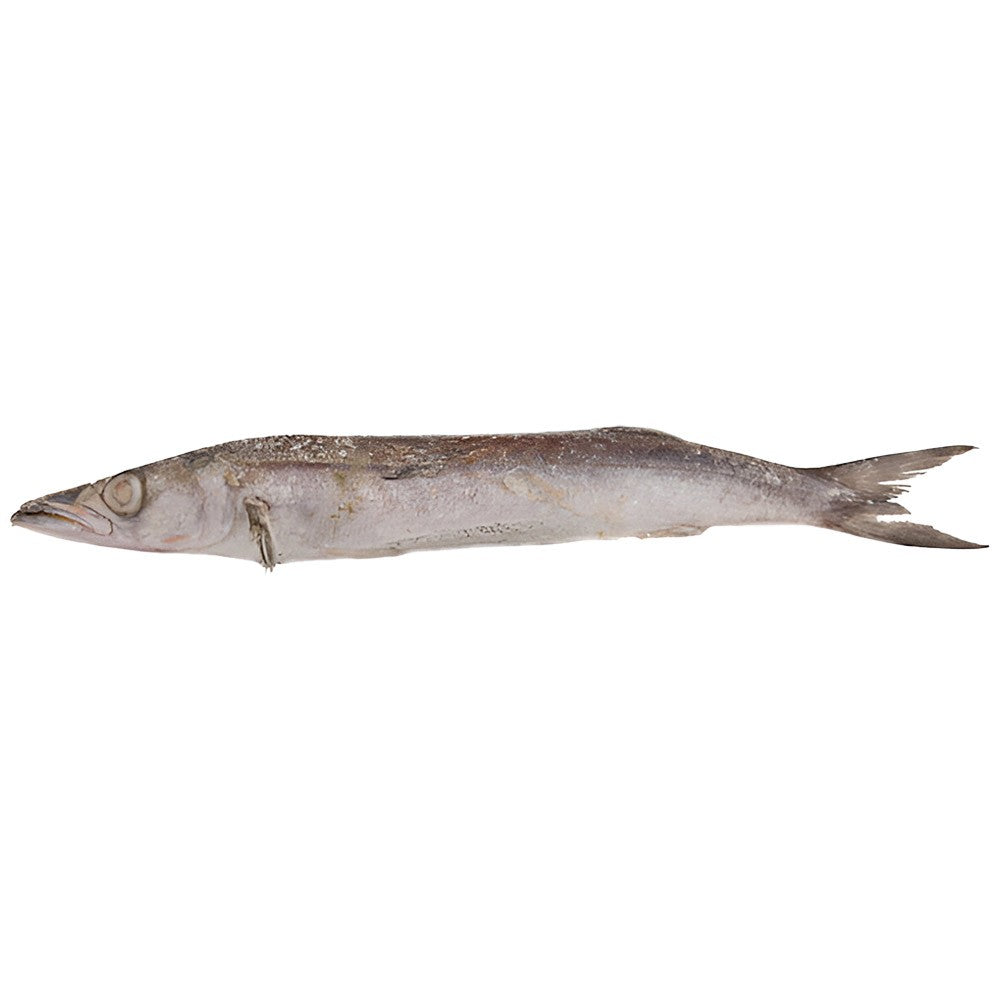 (Fish Whole Frozen) Baracuda Whole Frozen 1000-2000 gr.Box 10 kg