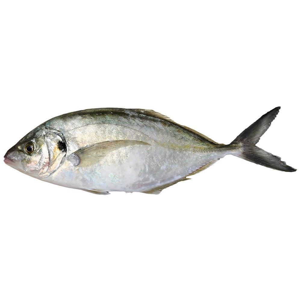 (Fish Whole Frozen) Trevally* 300-800 gr. W/R 10 kg.