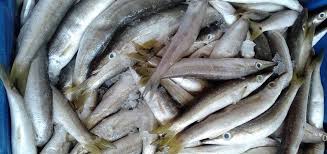 Frozen Whole Fish