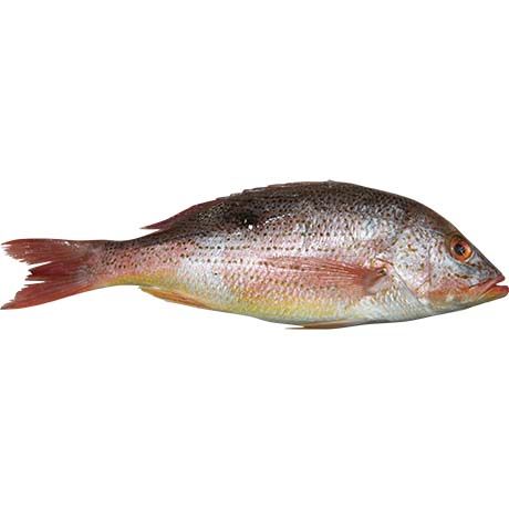 Fish Whole Frozen) ASIAN CHOICE  Lane Snapper W/R 600/1000 - Box 10 kg (AEF)