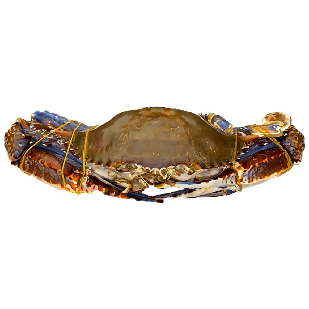(Frozen Seafood Crab Whole) Crab Whole West Africa 400+ gr. IWP - 8 kg.