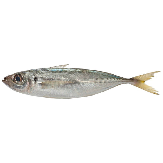 (Fish Whole Frozen) Horse Mackerel 400/600 gr. ES. W/R 10 kg.
