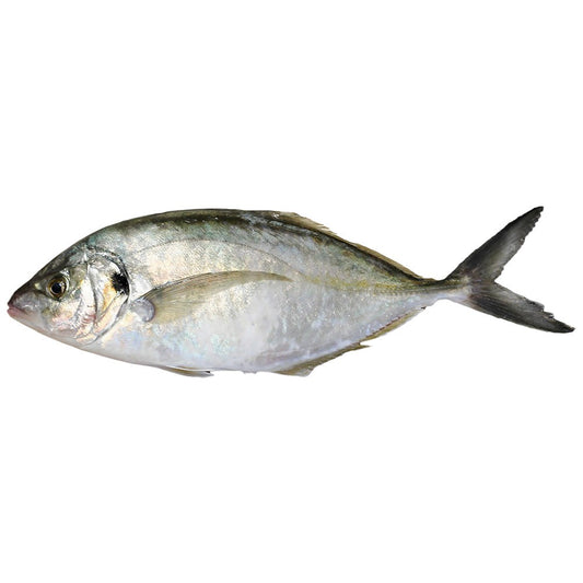 (Fish Whole Frozen) Trevally* 300-800 gr. W/R 10 kg.